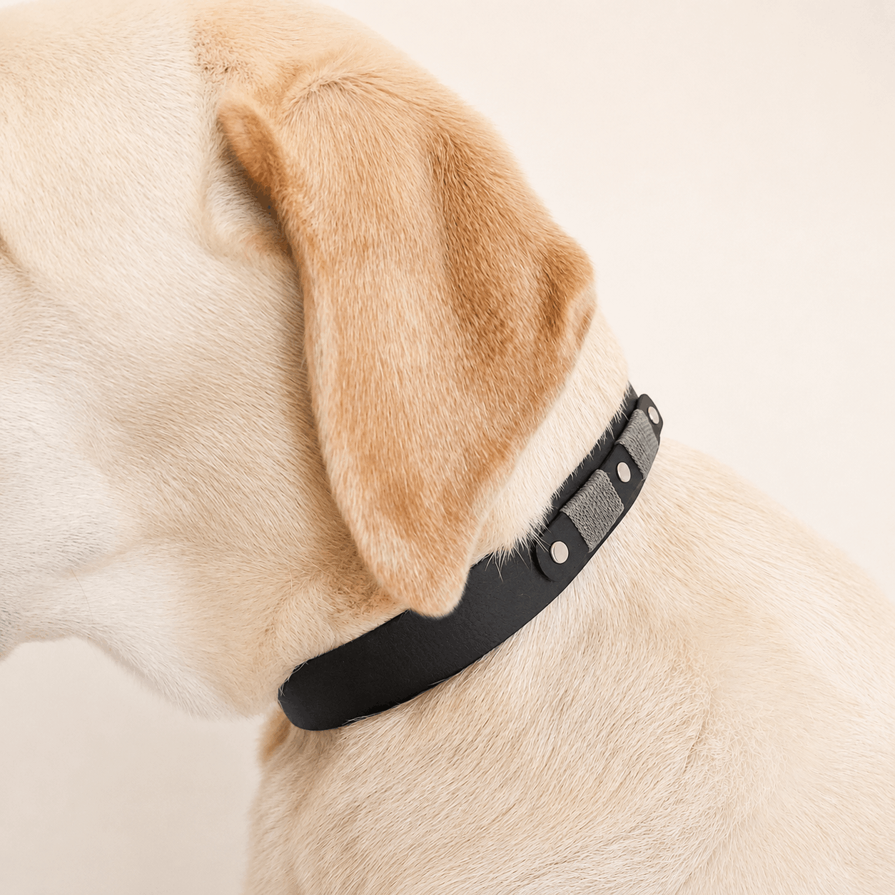 collier-chien-biothane-noir-truffe-flair