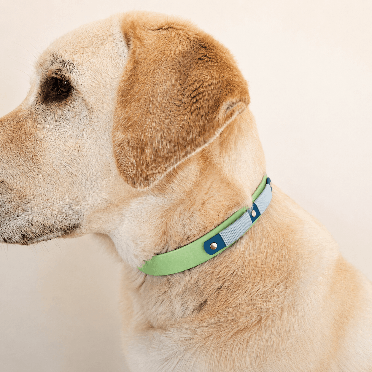 collier-chien-biothane-truffe-flair-vert-pomme