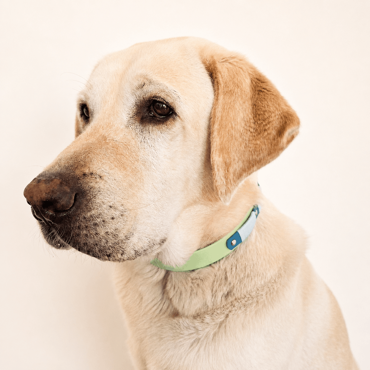 collier-chien-biothane-vert-pomme-truffe-flair