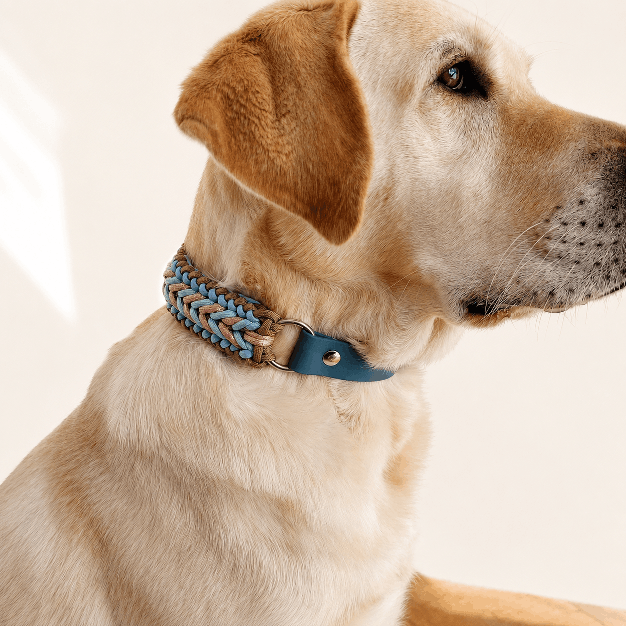 laisse-chien-biothane-paracorde-tressee-bleu-rose