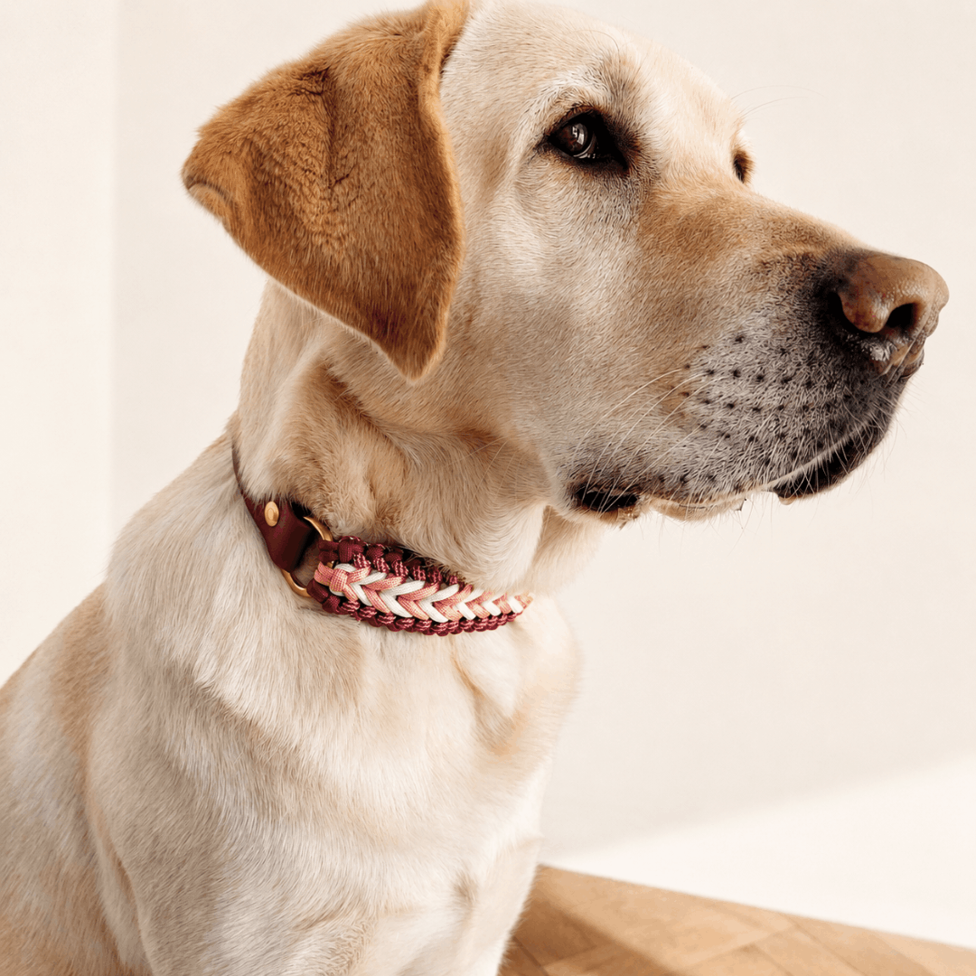 laisse-chien-biothane-paracorde-tressee-framboise