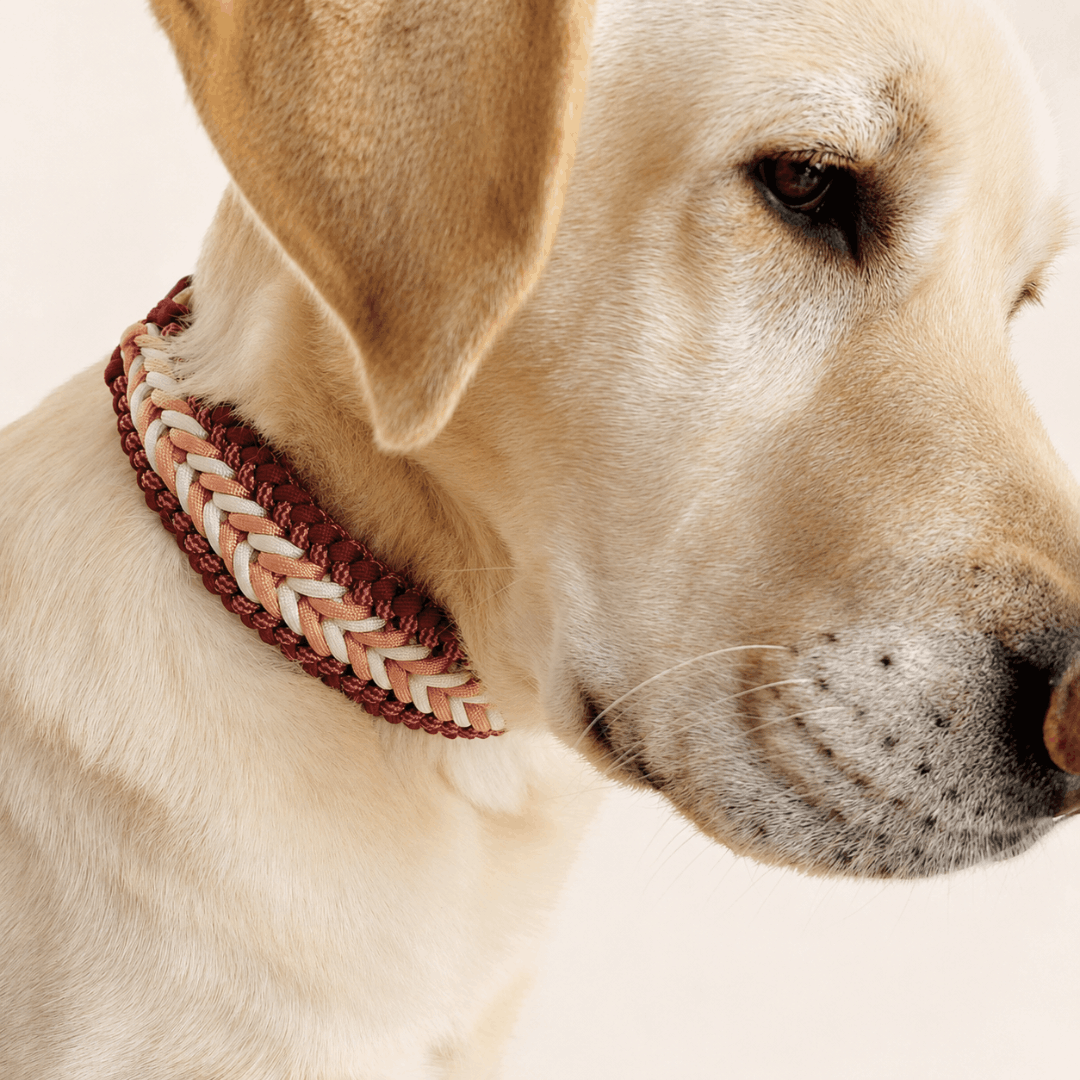 laisse-chien-biothane-paracorde-tressee-framboise-labrador