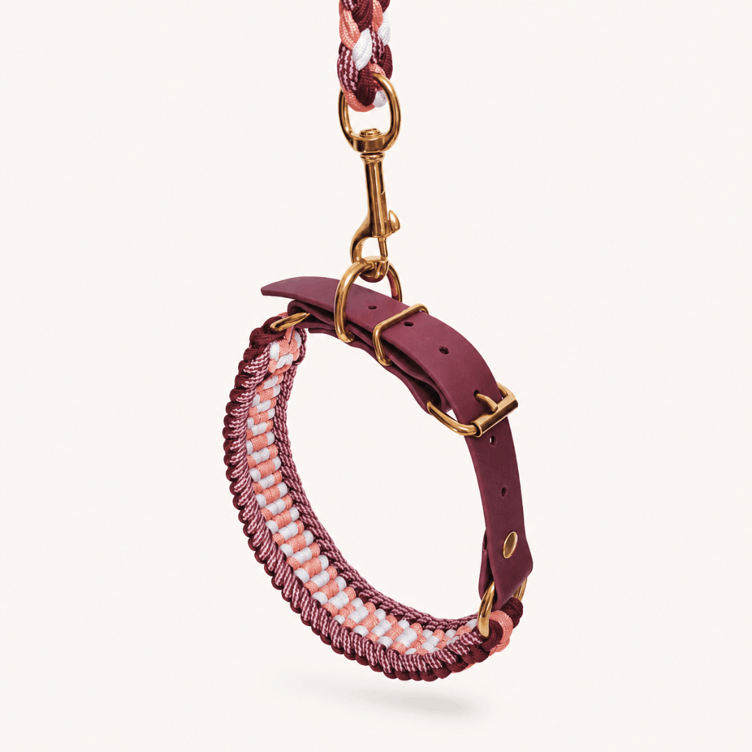 laisse-collier-biothane-paracorde-framboise-chien