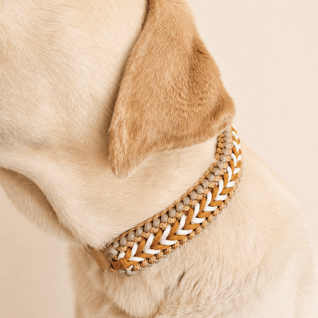 collier-chien-tresse-biothane-jaune-paracorde-truffe-flair