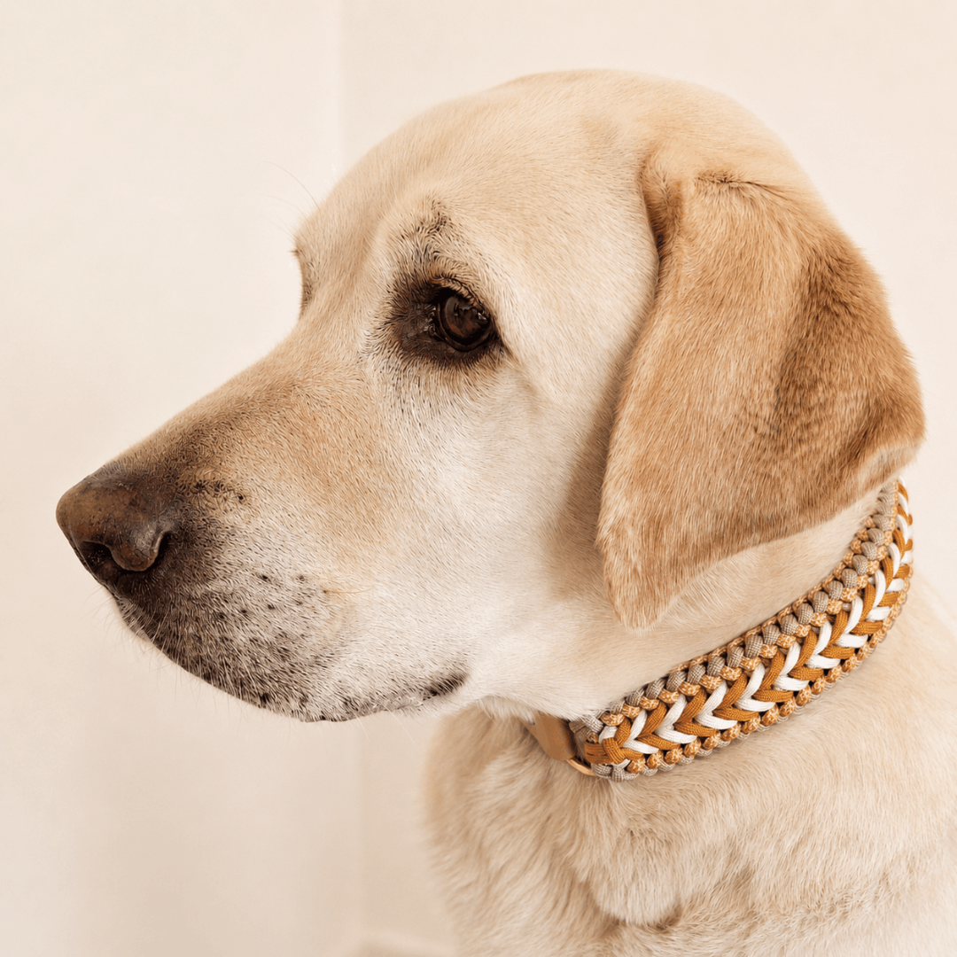 collier-chien-tresse-biothane-paracorde-truffe-flair-jaune-labrador