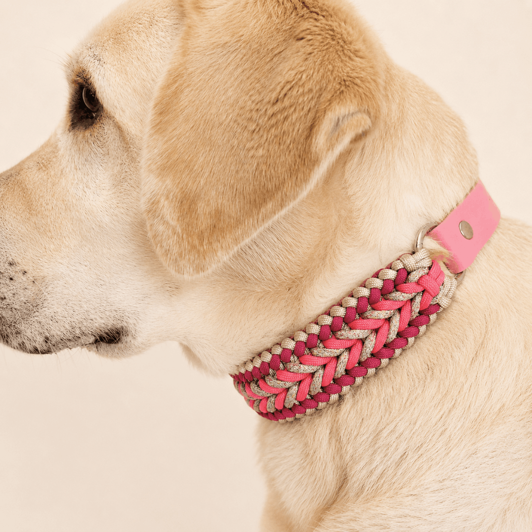 collier-chien-tresse-biothane-paracorde-truffe-flair-fuchsia