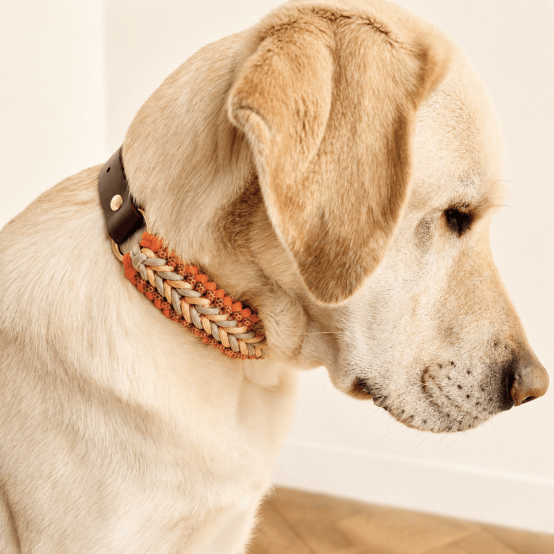 laisse-chien-biothane-paracorde-tressee-orange