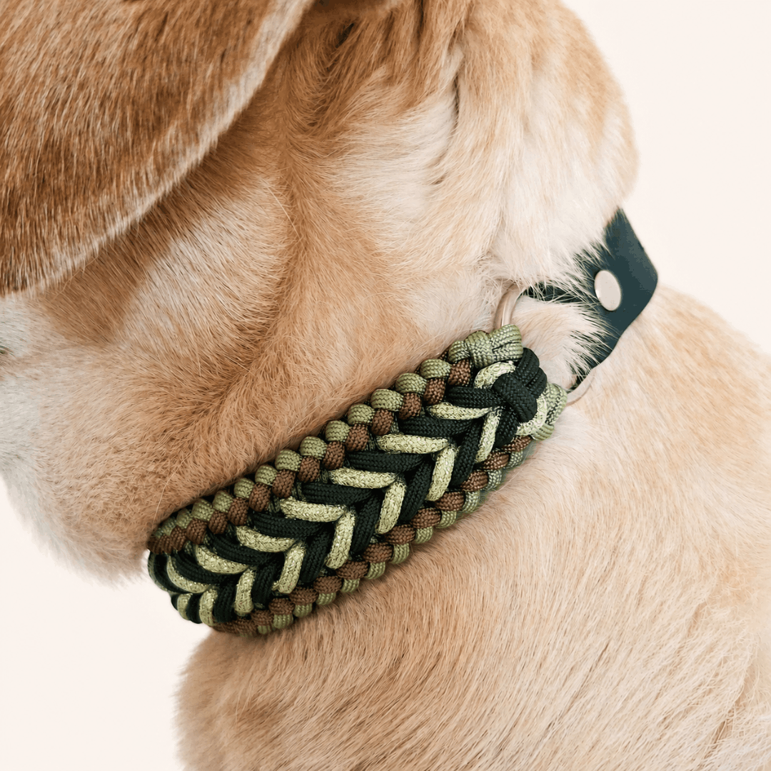collier-chien-tresse-biothane-paracorde-truffe-flair-vert
