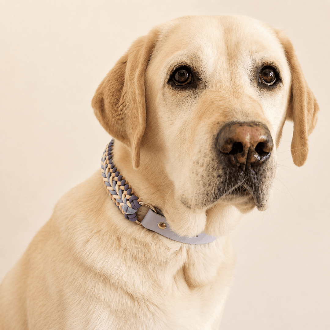 collier-chien-tresse-biothane-sunset-paracorde-truffe-flair