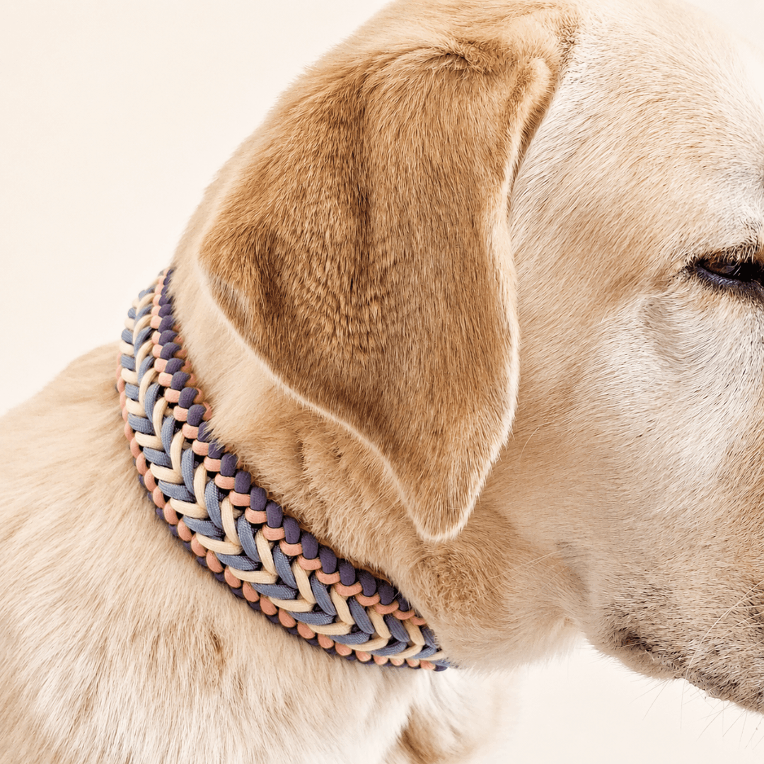 collier-chien-tresse-biothane-paracorde-truffe-flair-sunset