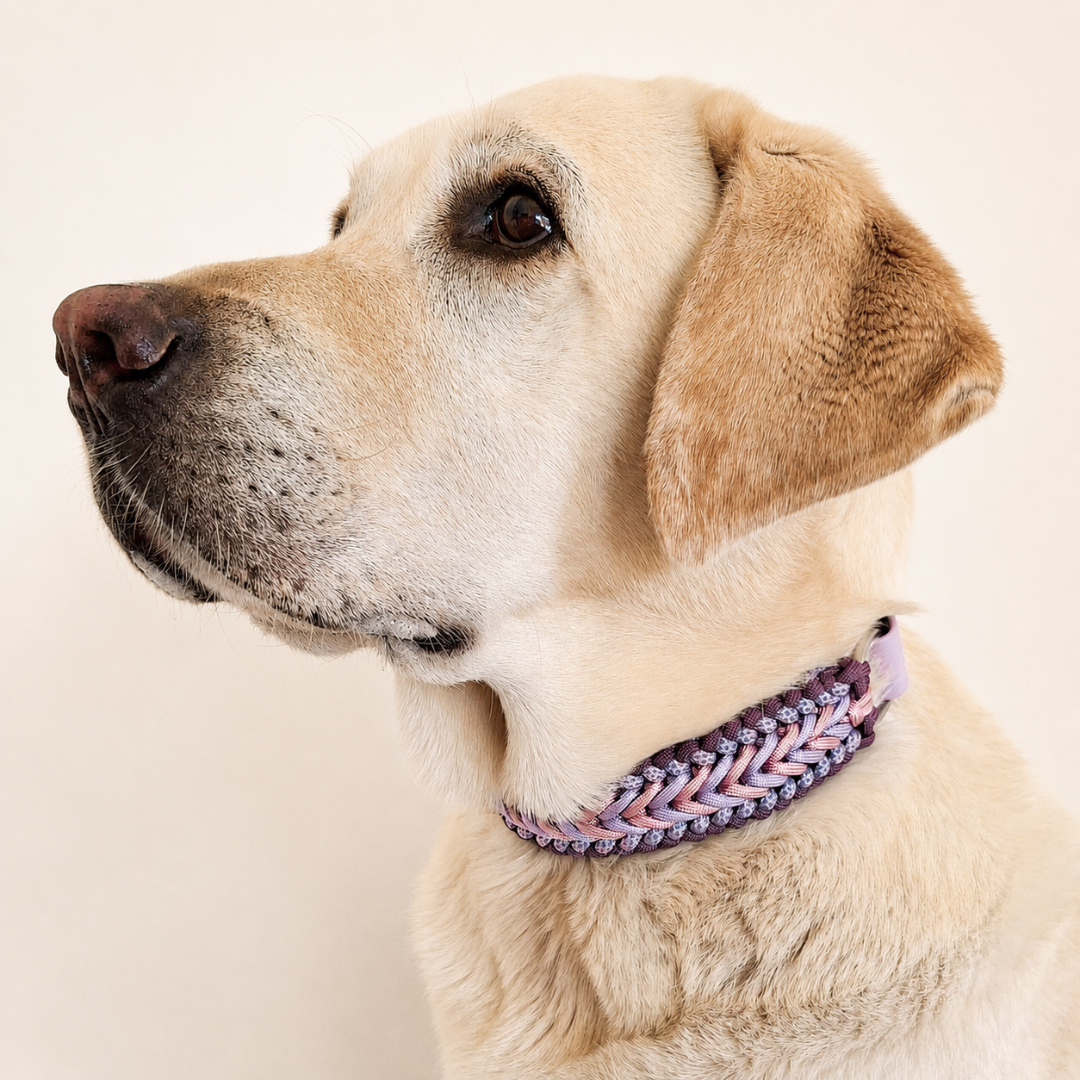 collier-chien-tresse-biothane-paracorde-truffe-flair-lilas