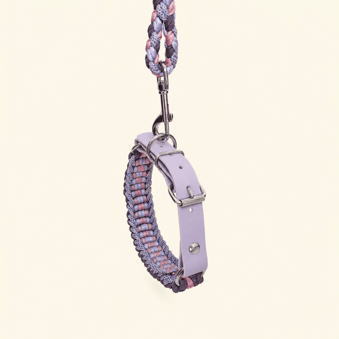 laisse-collier-biothane-paracorde-lilas-chien