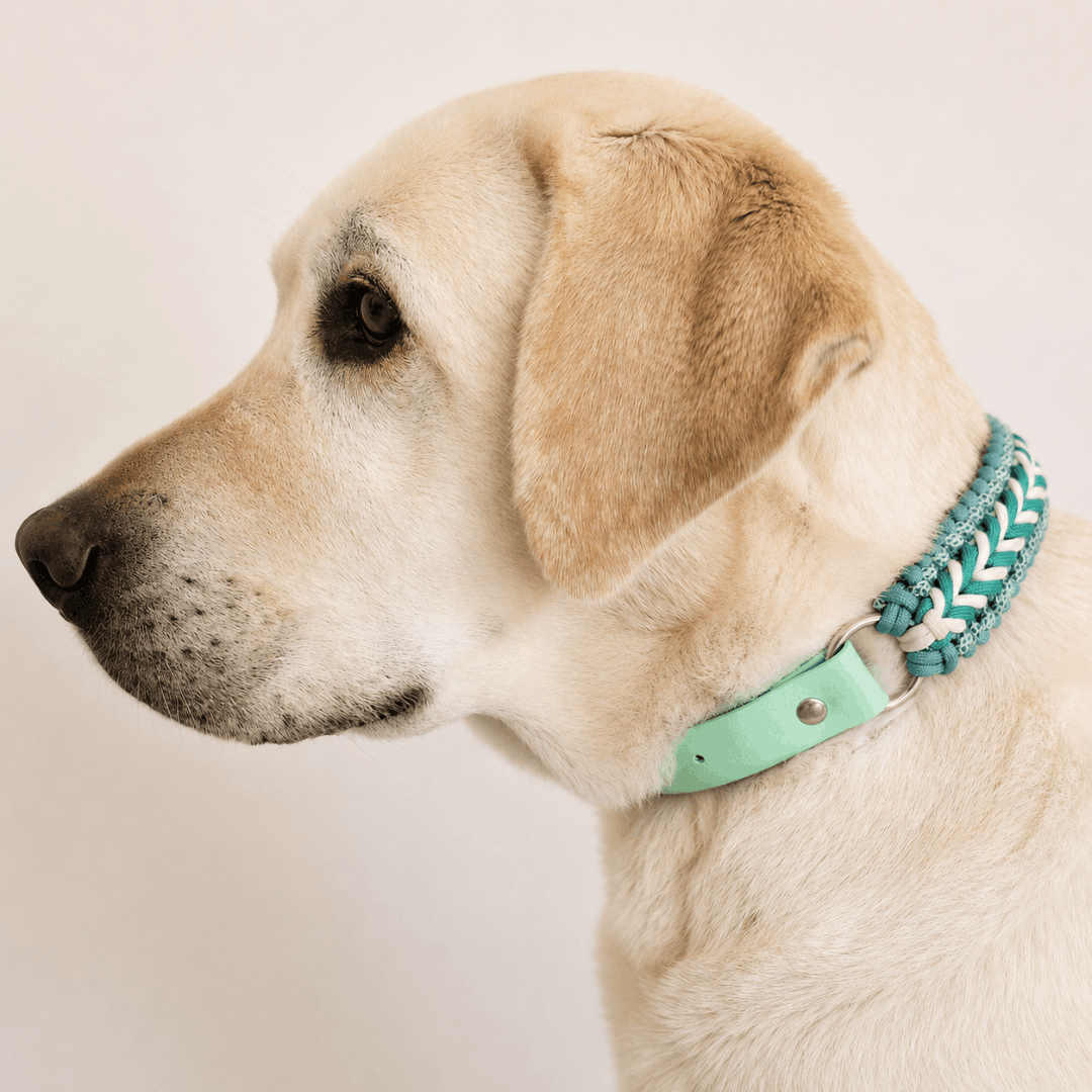 collier-chien-tresse-biothane-turquoise-paracorde-truffe-flair