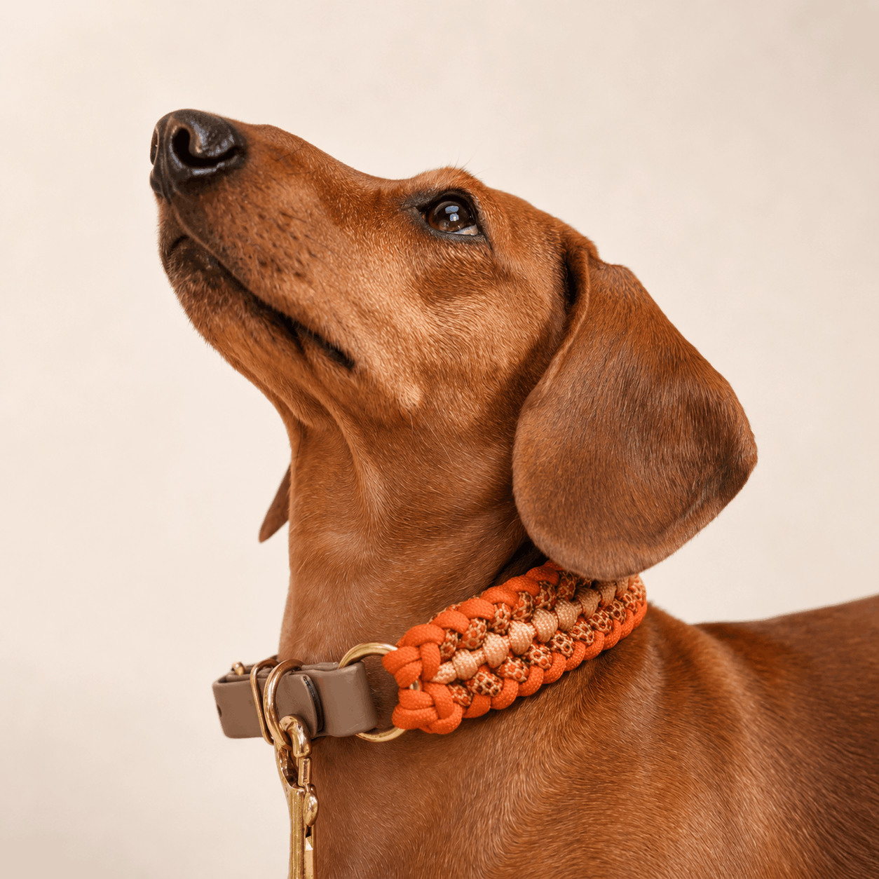 collier-orange-petit-chien-paracorde-biothane-tresse-teckel