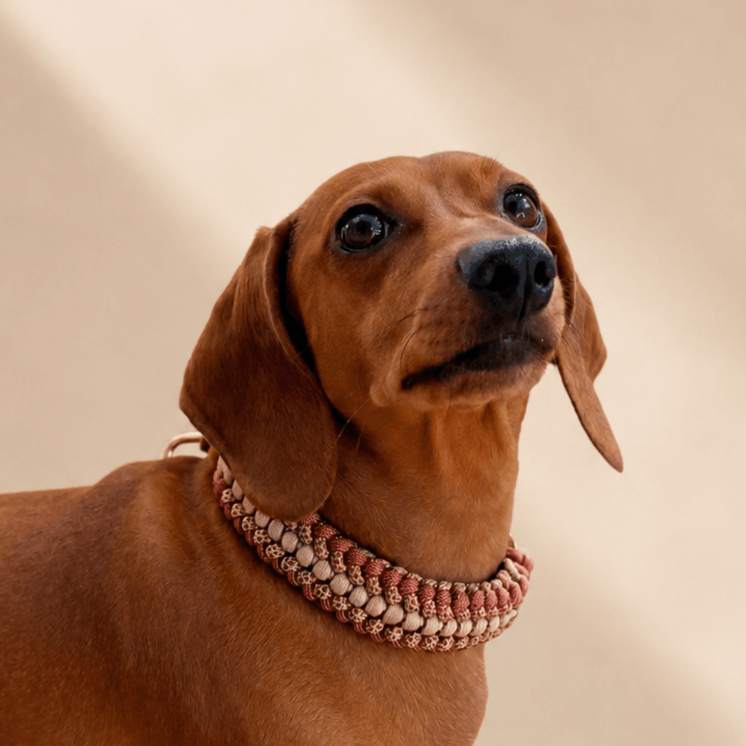 collier-camel-brun-petit-chien-paracorde-biothane-tresse-teckel