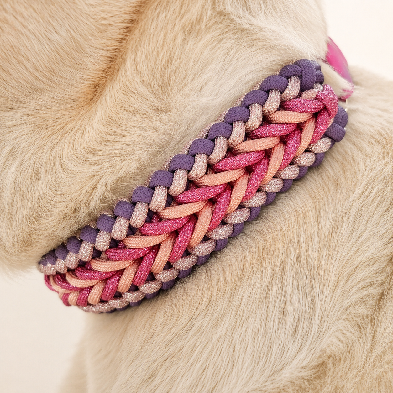 collier-chien-tresse-pivoine-biothane-paracorde-truffe-flair