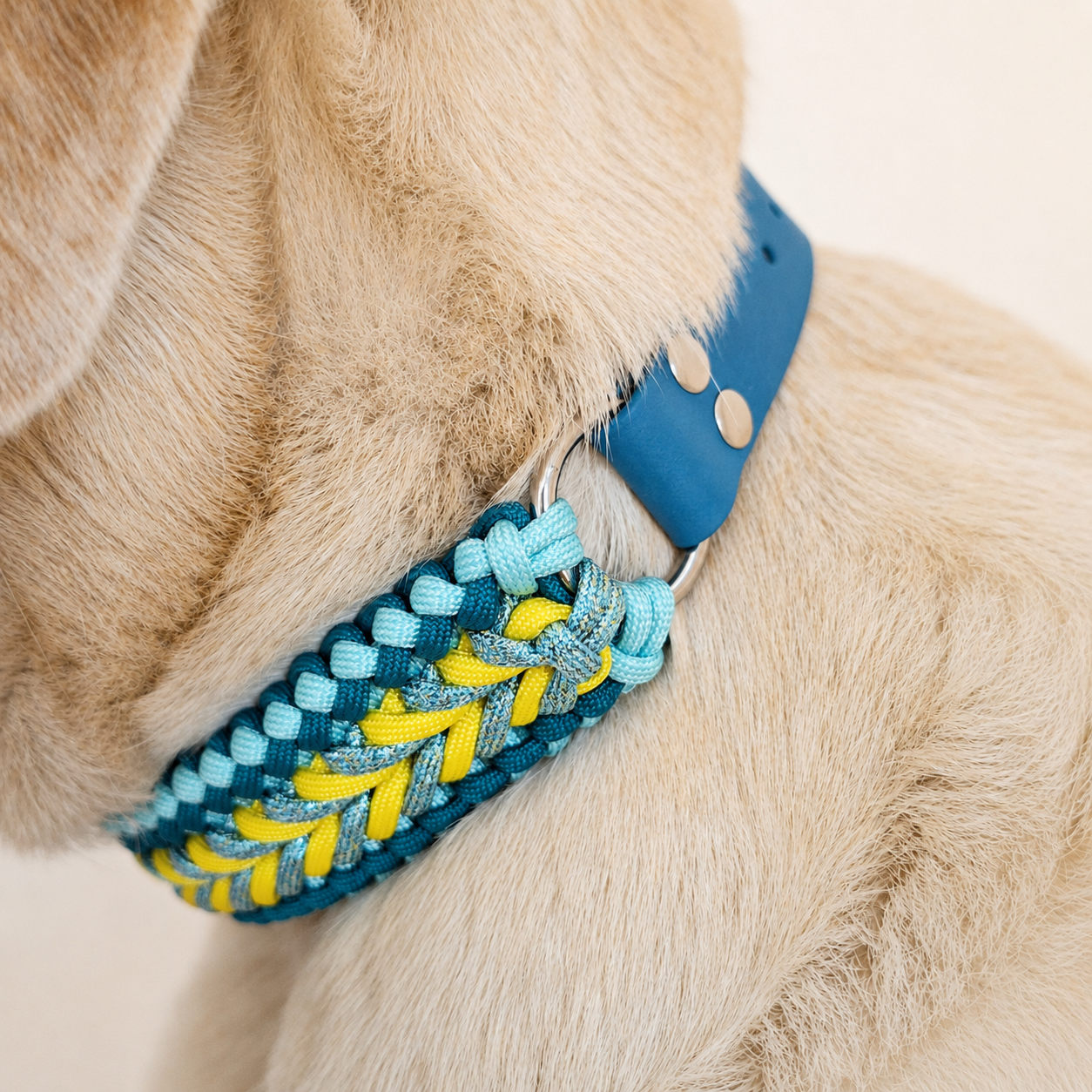 collier-chien-tresse-lagon-biothane-paracorde-truffe-flair