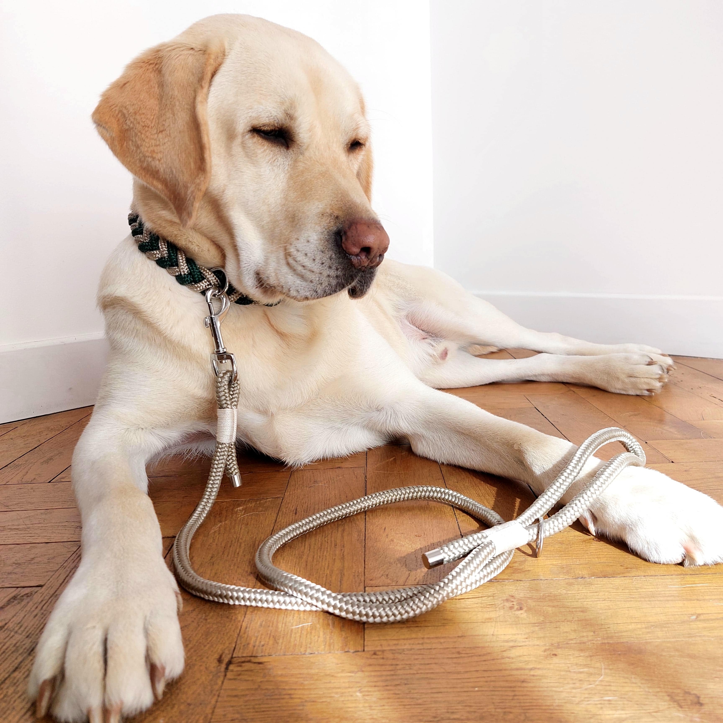 laisse-paracorde-labrador-beige
