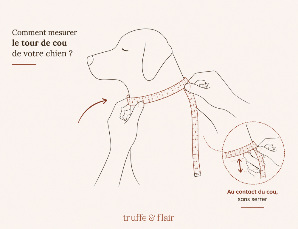 mesurer tour cou chien collier guide tailles