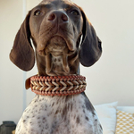 collier-chien-paracorde-brun-biothane-tresse-2