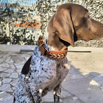 collier-chien-paracorde-brun-biothane-tresse-1