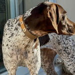collier-chien-biothane-coffee-2