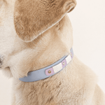 collier-chien-biothane-truffe-flair-bleu-ciel-lilas