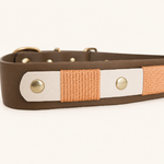 collier-chien-biothane-coffee