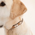 collier-chien-biothane-coffee-truffe-flair