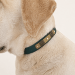 collier-chien-biothane-forest-truffe-flair