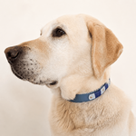 collier-chien-biothane-truffe-flair-navi