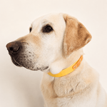 collier-chien-biothane-jaune-truffe-flair