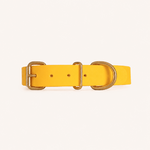 collier-biothane-chien-jaune