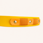 collier-chien-jaune-biothane