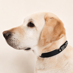 collier-chien-biothane-truffe-flair-noir