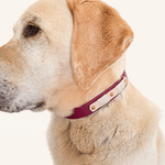 collier-chien-biothane-romy-truffe-flair
