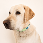 collier-chien-biothane-vert-pomme-truffe-flair