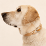 collier-chien-tresse-biothane-paracorde-truffe-flair-jaune