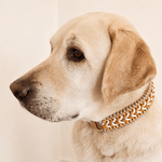 collier-chien-tresse-biothane-paracorde-truffe-flair-jaune-labrador