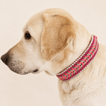 collier-chien-tresse-biothane-fuchsia-paracorde-truffe-flair