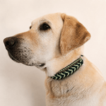collier-chien-tresse-biothane-vert-paracorde-truffe-flair