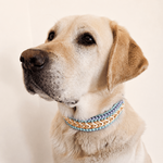 collier-chien-tresse-biothane-paracorde-pastel-truffe-flair