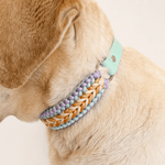 collier-chien-tresse-biothane-pastel-paracorde-truffe-flair