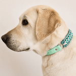 collier-chien-tresse-biothane-turquoise-paracorde-truffe-flair