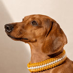 collier-jaune-petit-chien-paracorde-biothane-tresse-teckel
