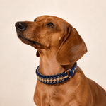 collier-bleu-marine-petit-chien-paracorde-biothane-tresse-teckel