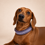 collier-lilas-petit-chien-paracorde-biothane-tresse-teckel