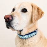 collier-chiens-tresse-givre-biothane-paracorde-truffe-flair