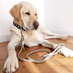laisse-paracorde-labrador-beige