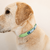 collier-chien-biothane-truffe-flair-vert-pomme